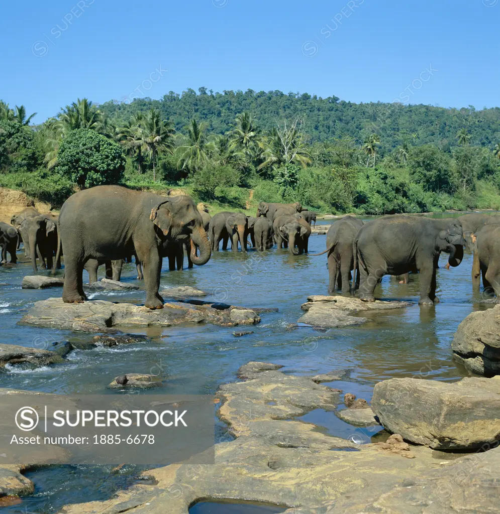 Sri Lanka, , Pinnewala Elephant Orphanage, Elephants Bathing (nr. Kandy)