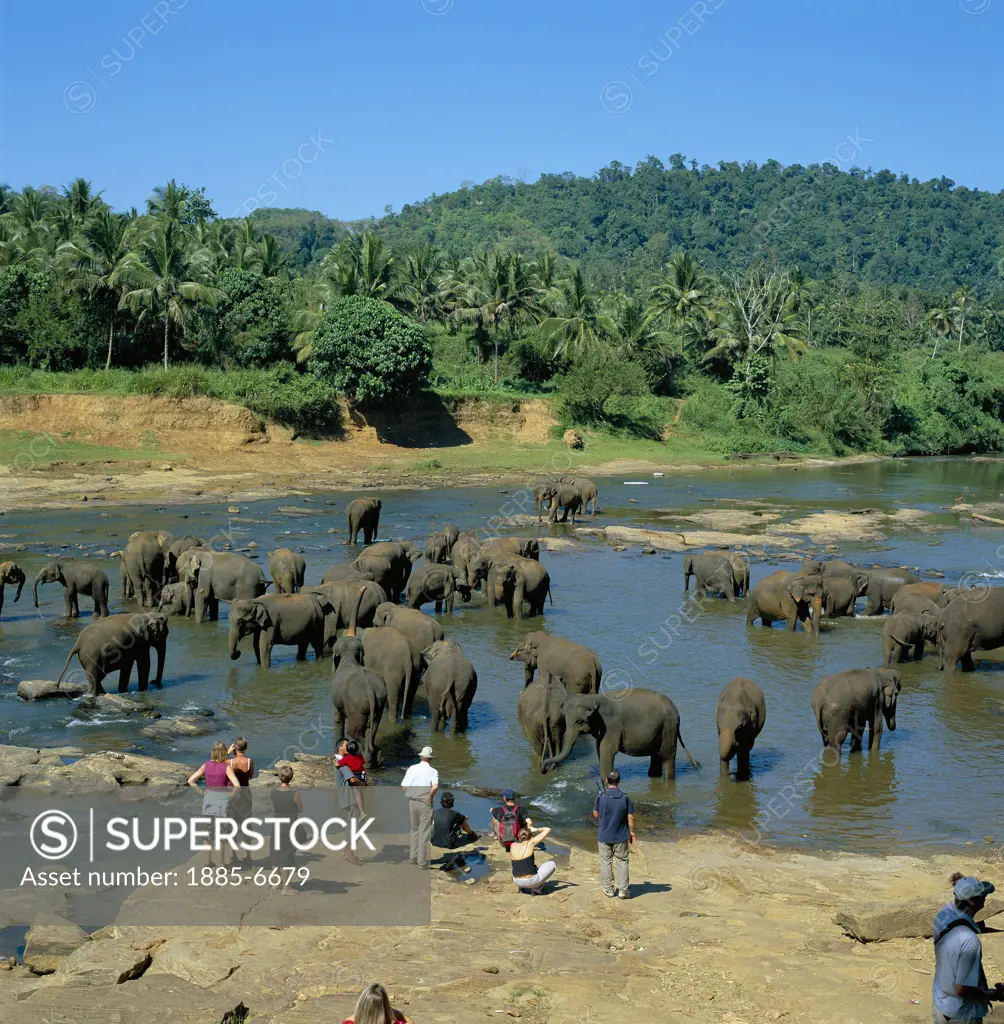 Sri Lanka, , Pinnewala Elephant Orphanage, Elephants Bathing & Tourists Watching (nr. Kandy)