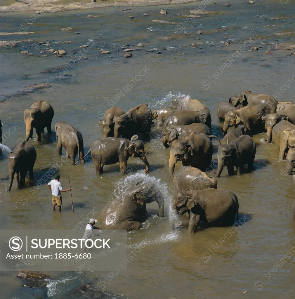 Sri Lanka, , Pinnewala Elephant Orphanage, Elephants Being Washed (nr. Kandy)