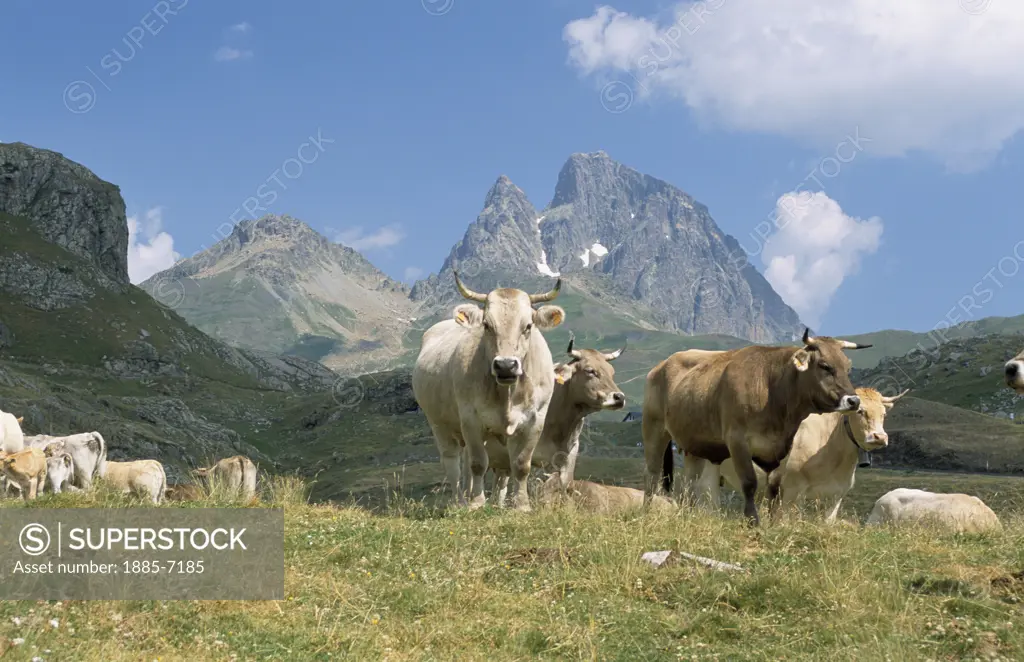 Spain, Aragon, General, Pyrenees and Cows Near Canfranc Estacion