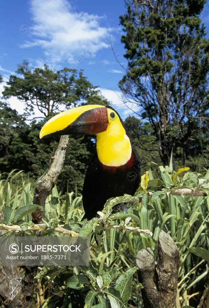 Costa Rica, , General, Toucan - Tropical Bird