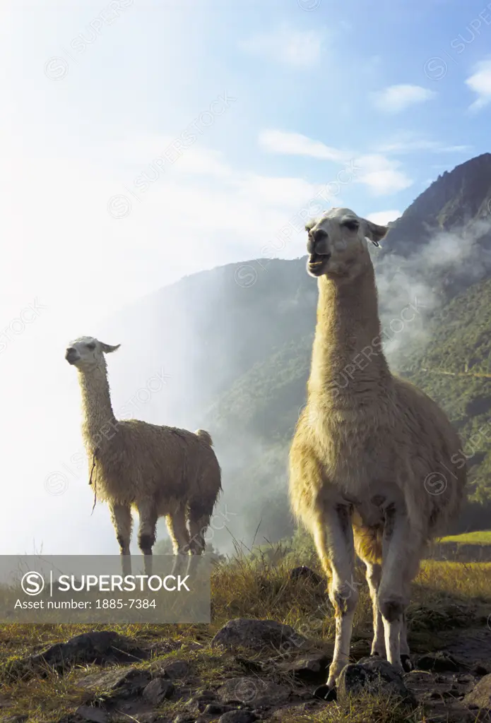 Peru, , Machu Picchu, Llamas