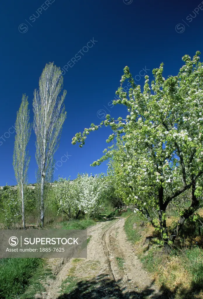 Cyprus, South , Diarizos Valley (Nr. Mandria), Orchard