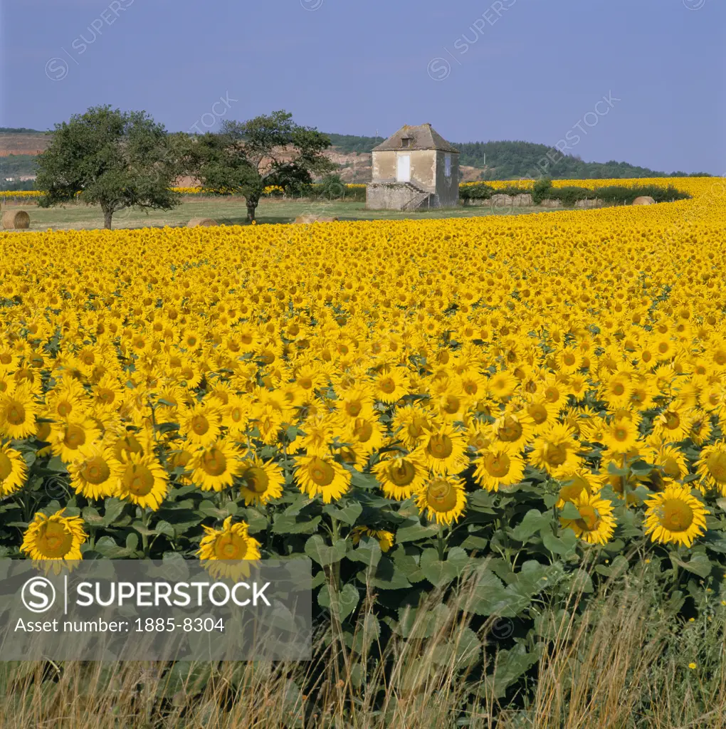 France, Burgundy, General, Sunflower field