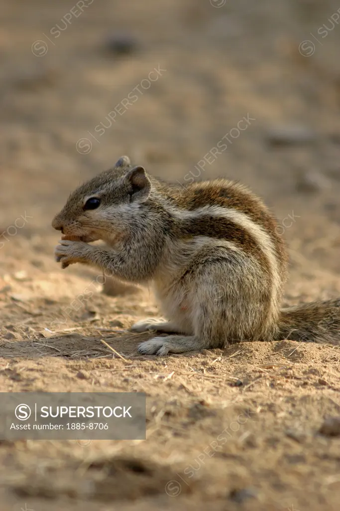INDIA, RAJASTHAN, RANTHAMBORE NATIONAL PARK, A GROUND SQUIRREL