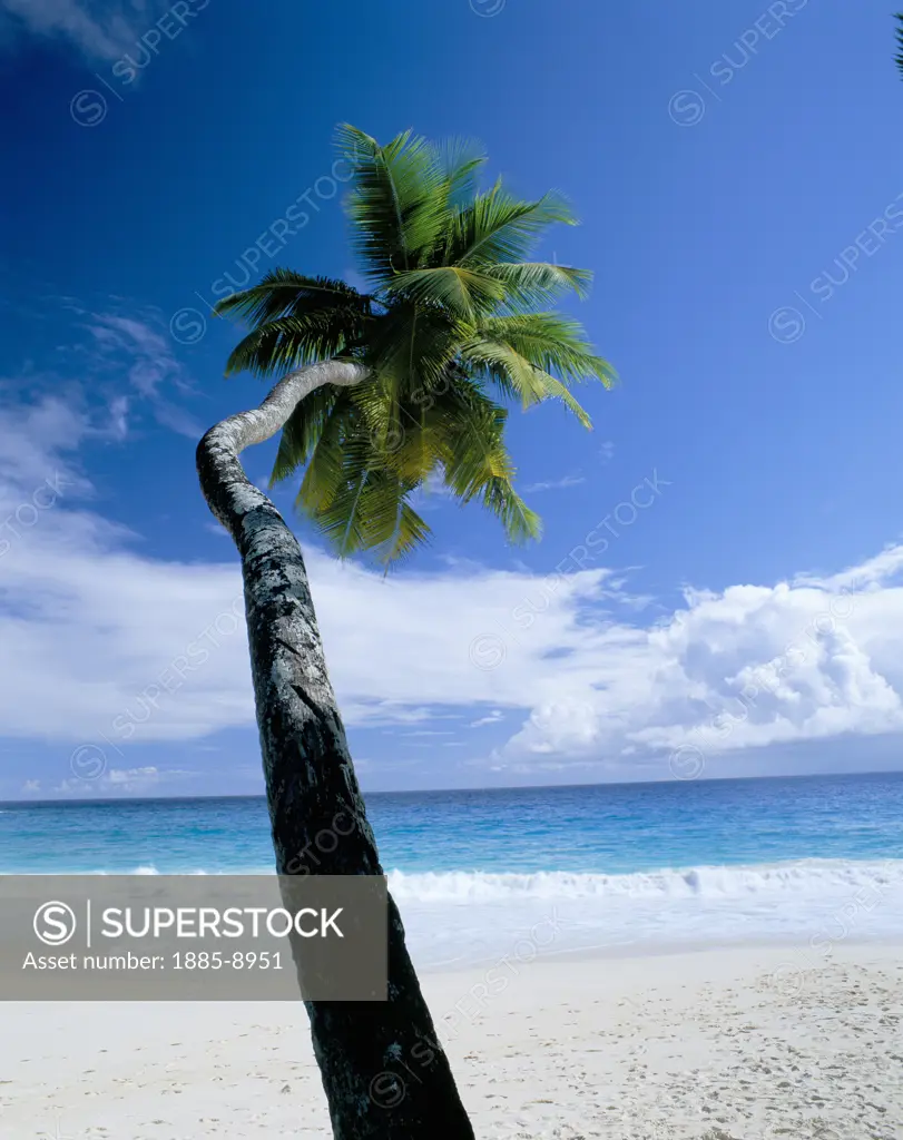Seychelles, Mahe, Anse Intendance, Tropical beach scene with palm