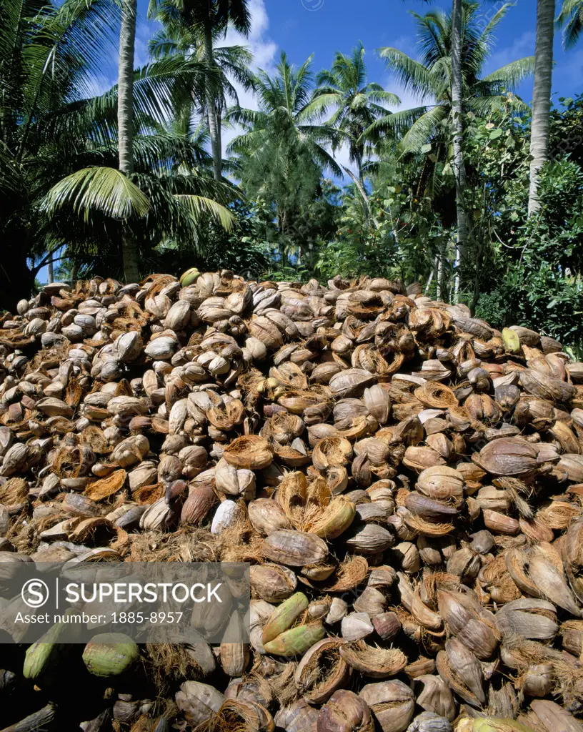 Seychelles, La Digue, Coconut Plantation, Coconuts