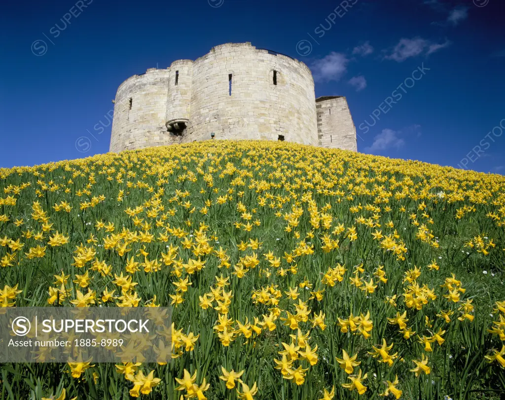 UK - England, Yorkshire, York, Cliffords Tower amongst Daffodils