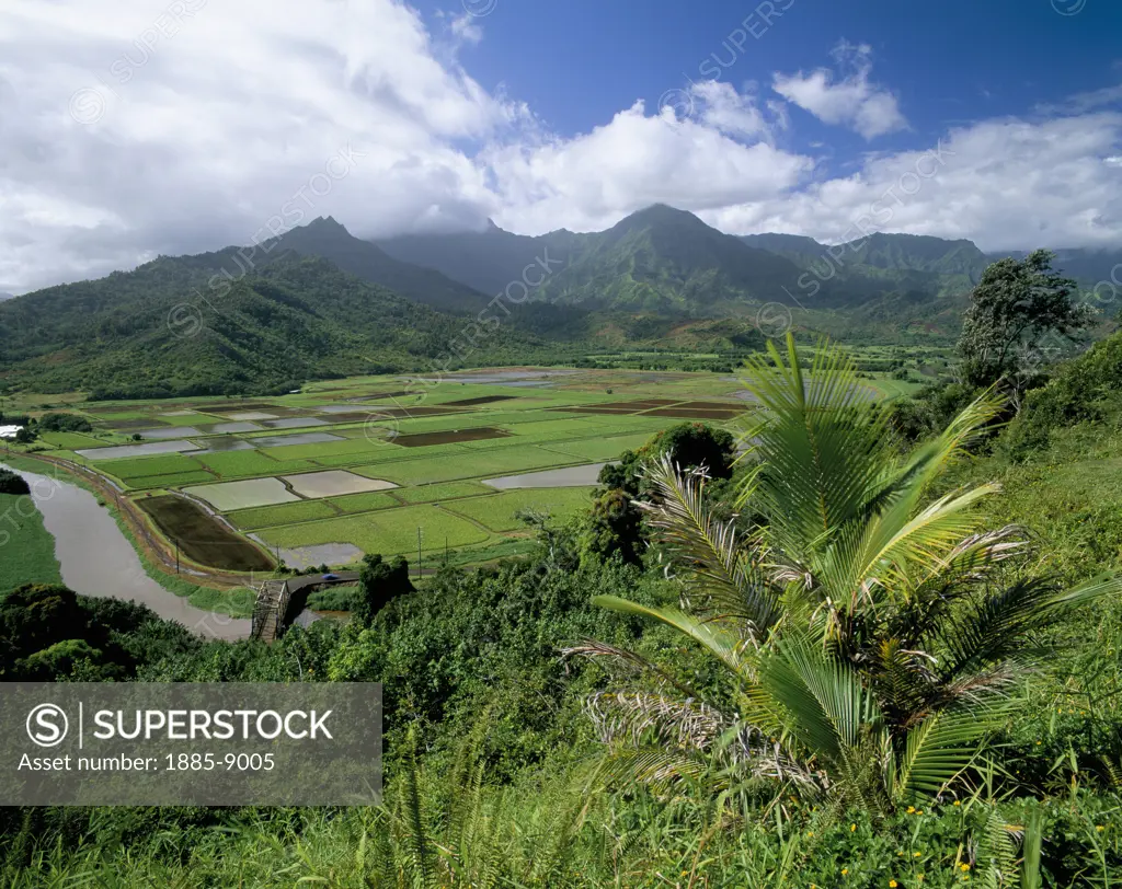 Usa, Hawaii, Kauai Island, Patchwork of Taro fields in Hanalei