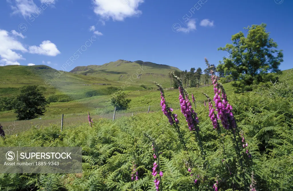 UK - Scotland, Highland , Ardnamurchan, Scenery near Ben Hiant in summertime