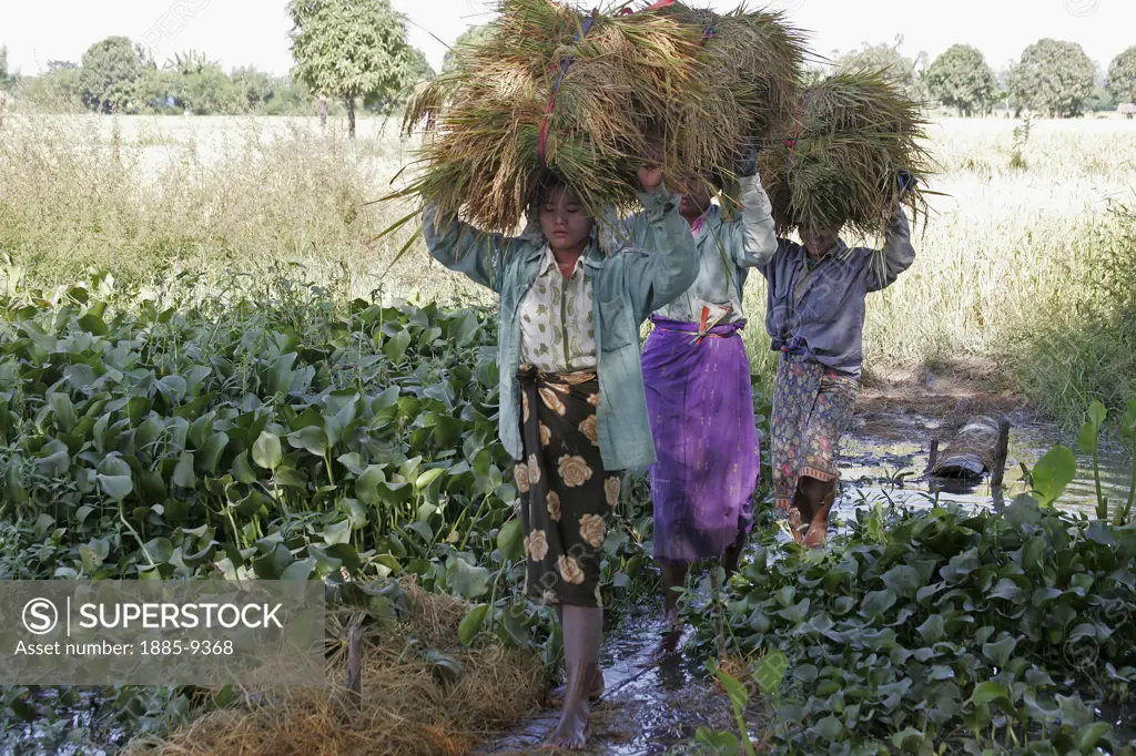 Burma, , General - people, Tribeswomen working in the fields, carrying bales of crops on their heads