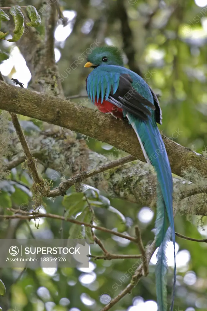 Costa Rica, , Wildlife, Resplendent Quetzal - male bird in tree