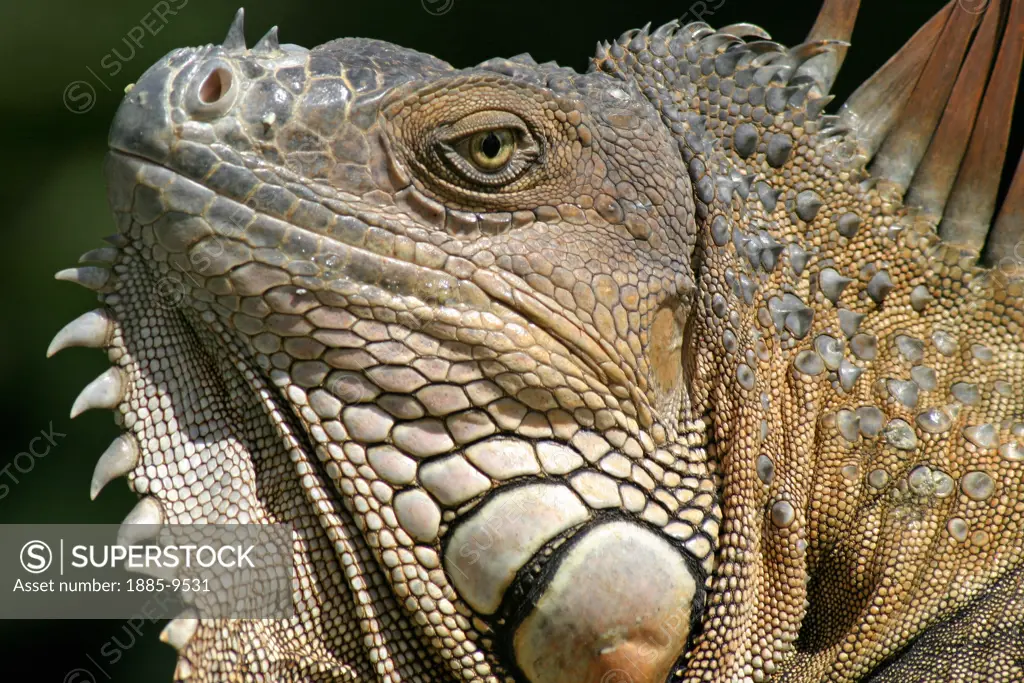 Costa Rica, , Wildlife, Orange Iguana