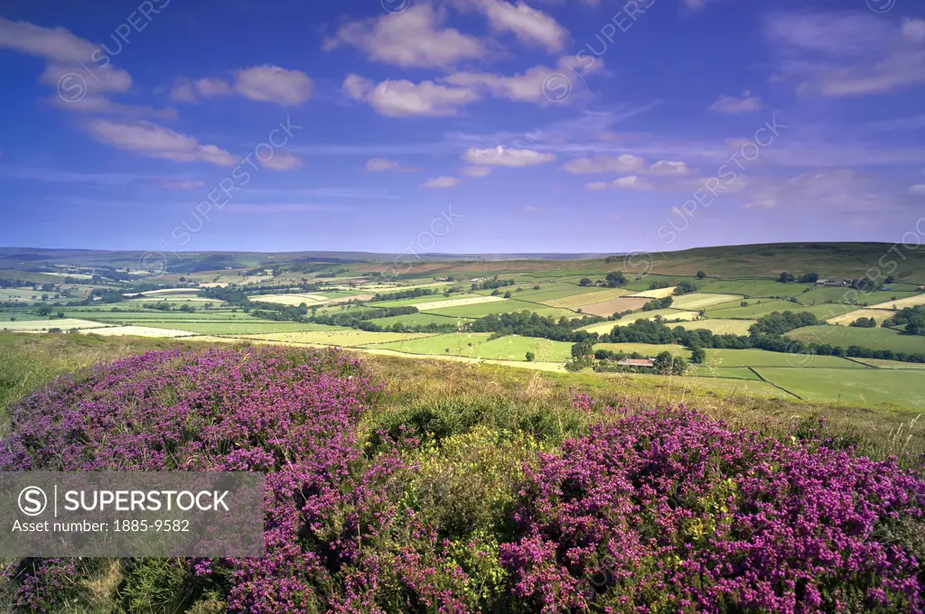UK - England, Yorkshire, Westerdale, Moorland panorama in high summer