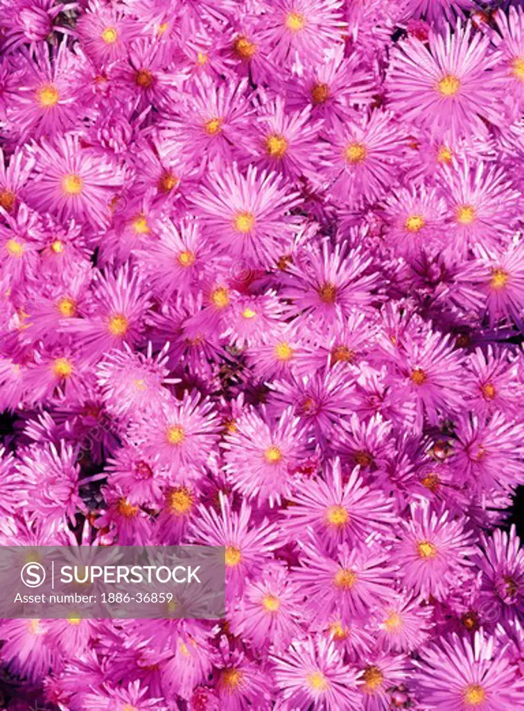 Pink Ice Plant (Delosperma) flower blossoms.