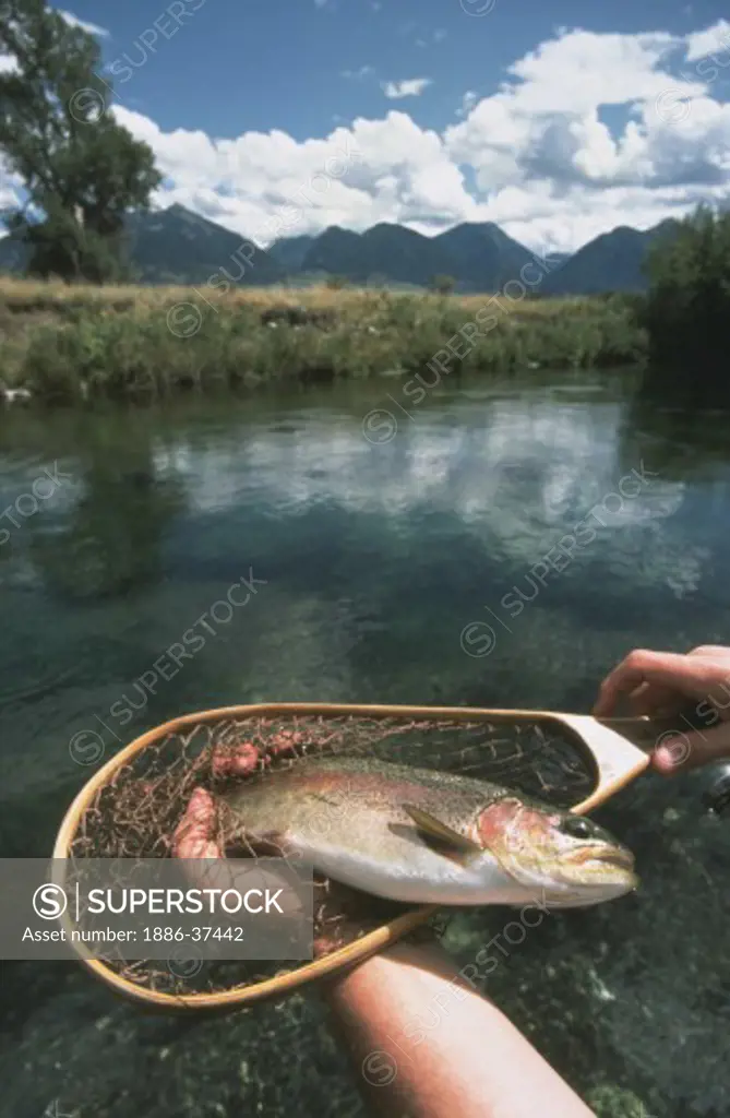 Rainbow trout in landing net, Armstrong (O'Hair) Spring Creek in Paradise Valley near Livingston, Montana.