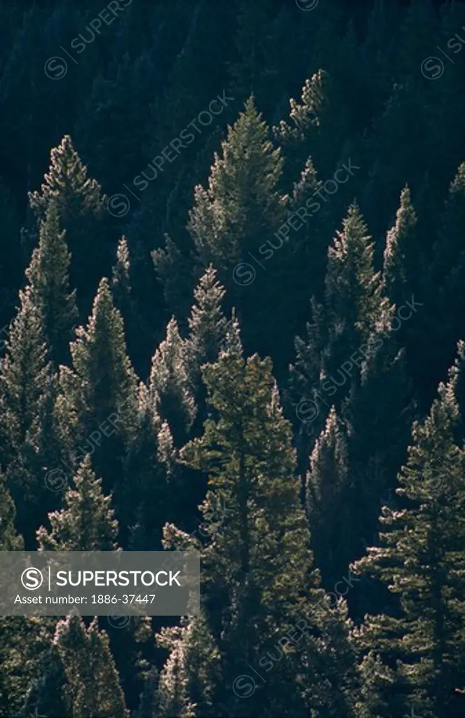 Snow frosted spruce/pine forest in the Gallatin National Forest and Absaroka Mountains of Montana.