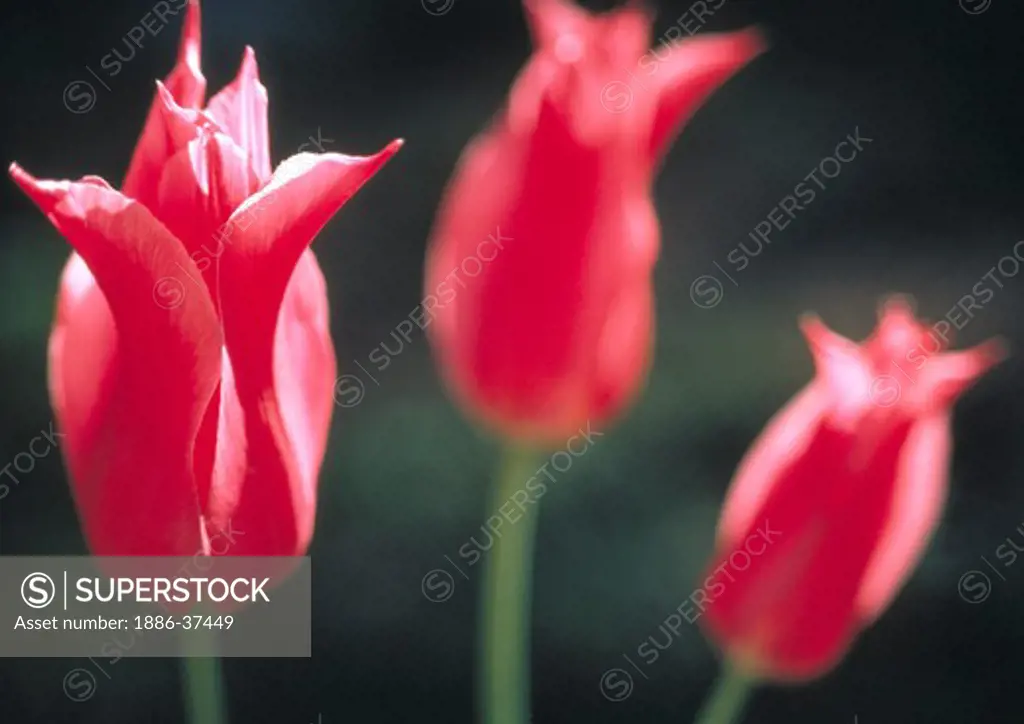 Three red tulips, unopened.