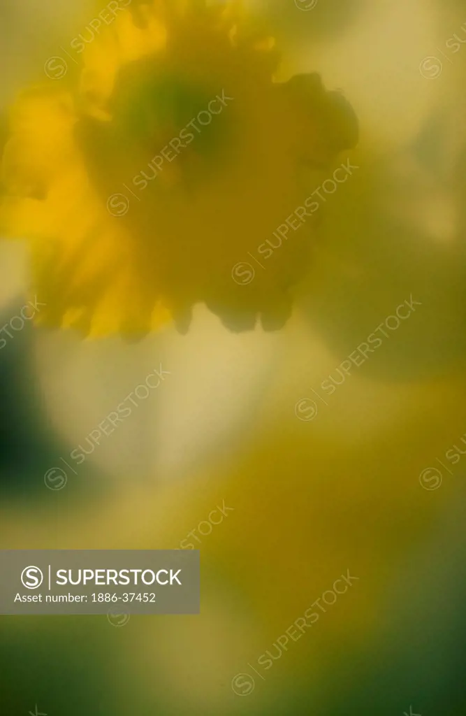 Yellow daffodil flowers.