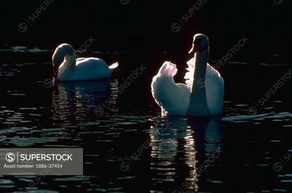 Two mute swans in a city park pond.