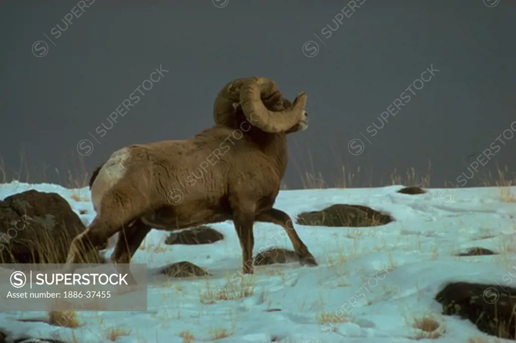 Large bighorn sheep ram in Yellowstone National Park, Wyoming.