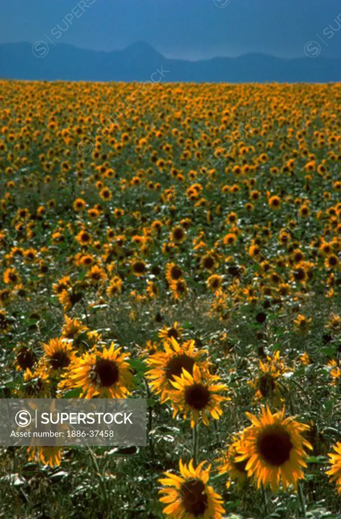 Yellow sunflower fields in Gallatin Valley near Bozeman, Montana.