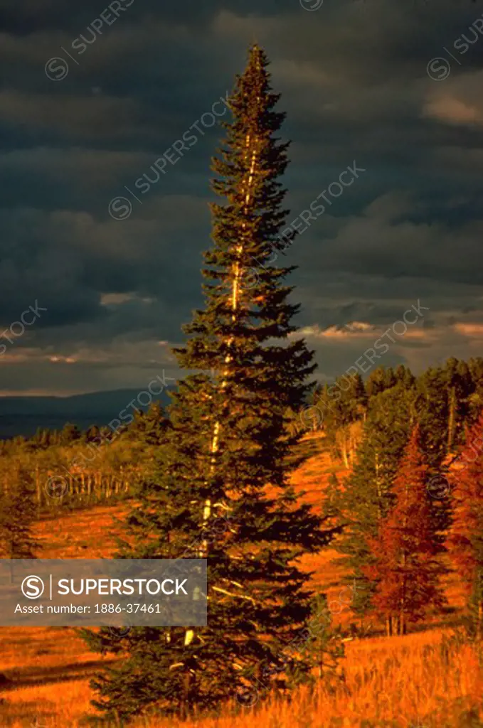 Subalpine fir tree standing alone on the edge of the Gros Ventre mountains in Jackson Hole, Wyoming.