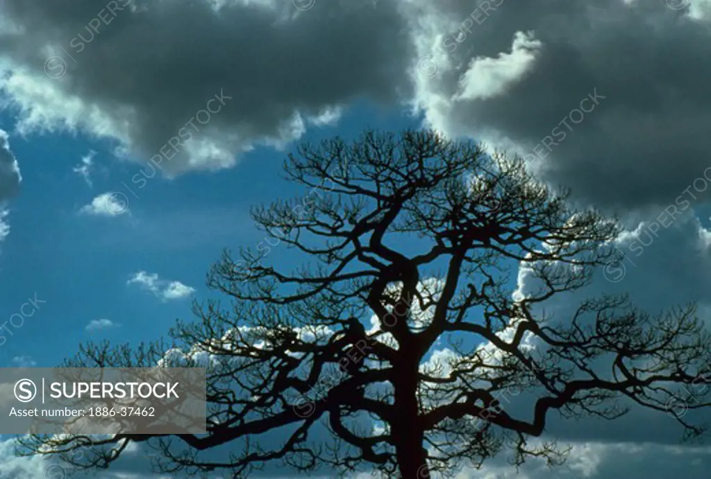 Bare live oak tree and cumulus clouds, Florida.