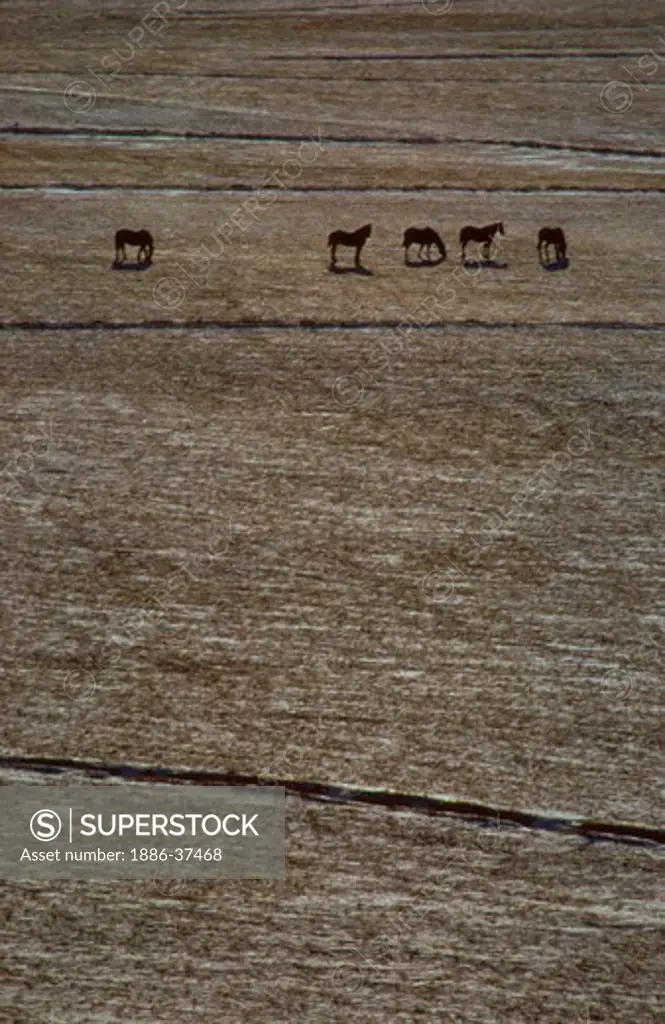 Horses standing in snow covered hayfield, Jackson Hole, Wyoming.