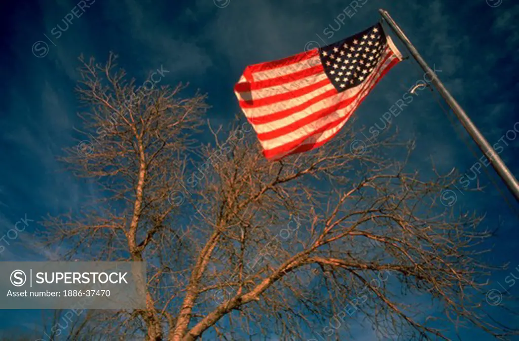 American flag and tree against sky.