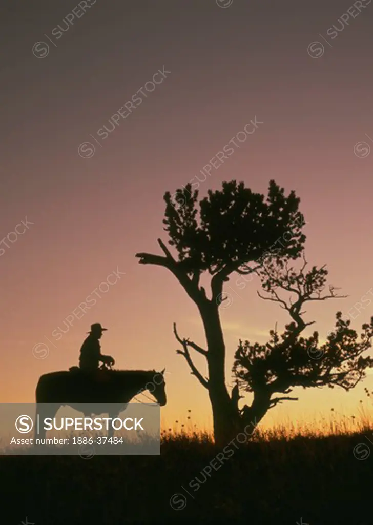 Cowboy on horseback, Montana, MR