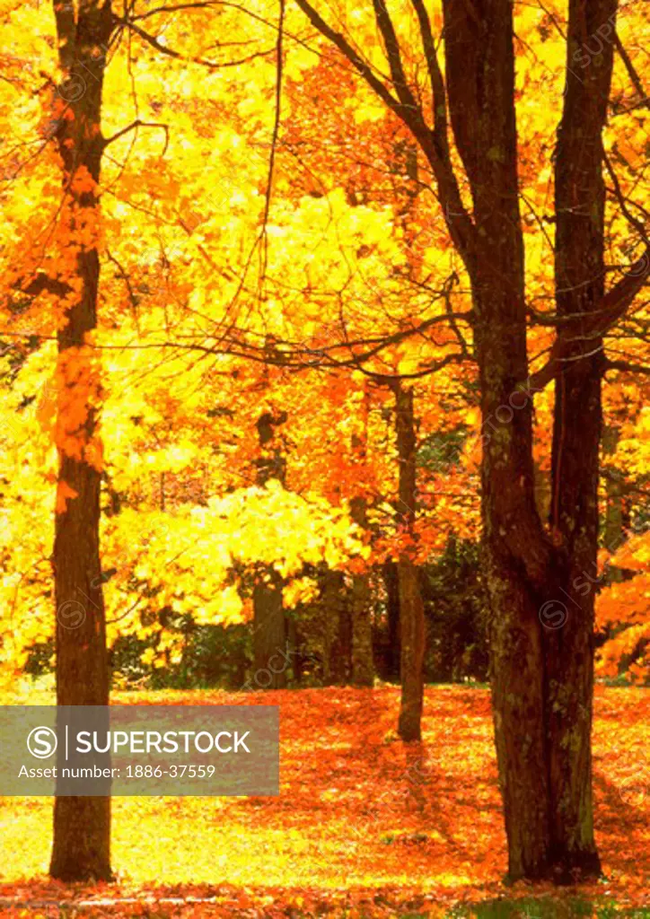 Maples trees with bright yellow and orange fall foliage, Copper Falls State Park, Wisconsin.