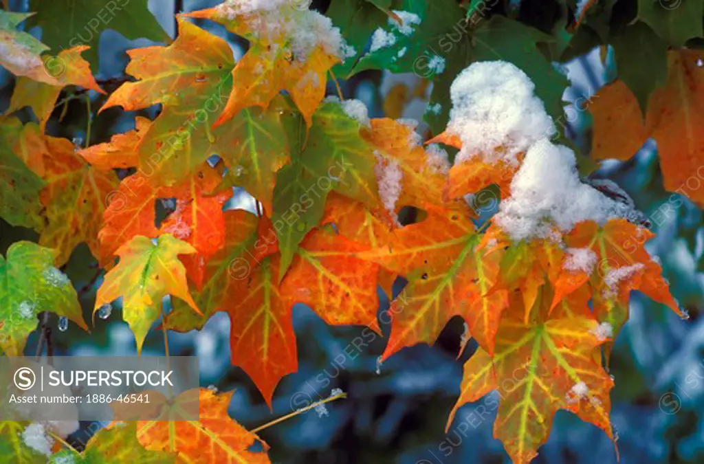 Autumn sugar maple (Acer saccharum) leaves in early snow, Livingston, Montana