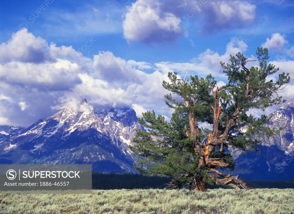 Old limber pine (Pinus flexus) stands among the sagebrush and Grand Teton mountains, Grand Teton National Park, Wyoming, USA.