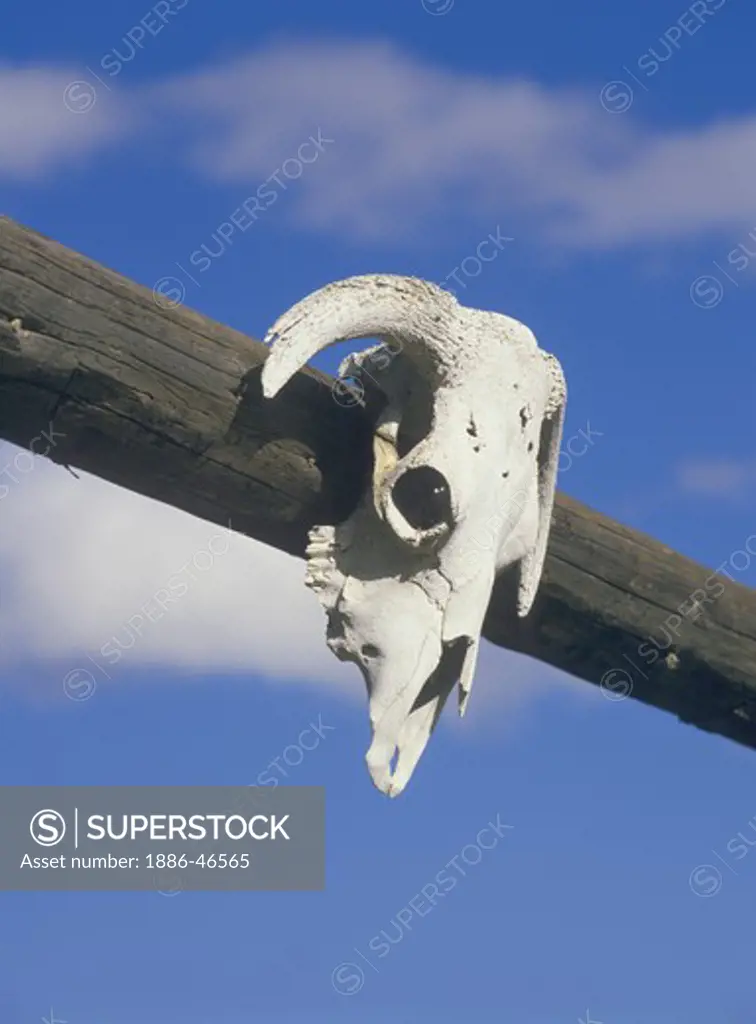 Cow skull on ranch gate, Montana