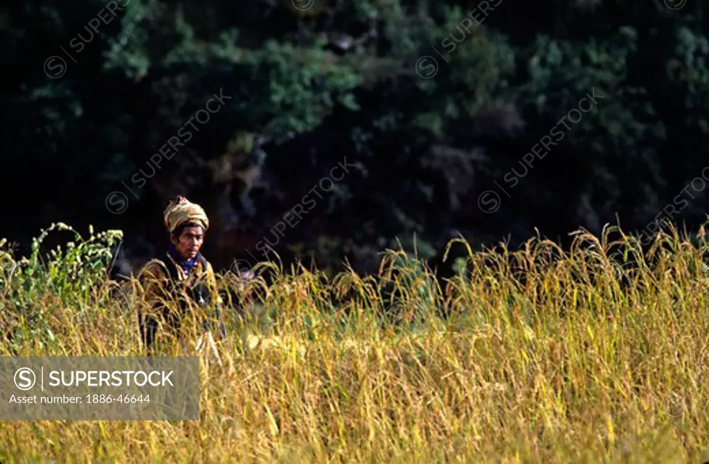 NEPALI man in a rice field - GANESH HIMAL, NEPAL
