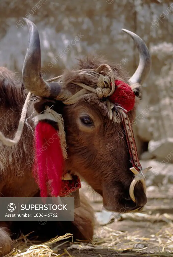 A YAK complete with tassels & harness relaxes after a hard day in the fields -  VILLAGE east of GONGGAR