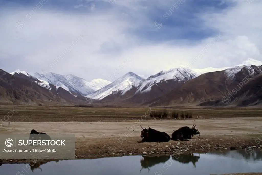 YAKS relax on the TIBETAN PLATEAU with the HIMALAYAS as a backdrop - CENTRAL TIBET