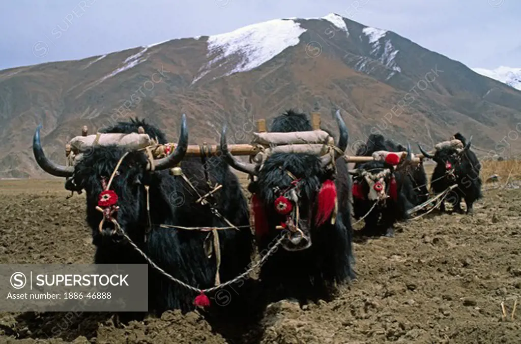 Teams of YAKS are used to PLOW the fields which will be planted with BARLEY & other crops - CENTRAL TIBET