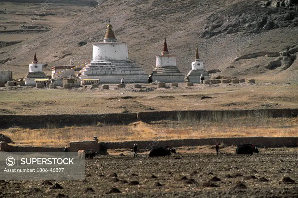 TIBETANS PLOW the land with YAKS inspired by the large STUPAS in their village - CENTRAL TIBET