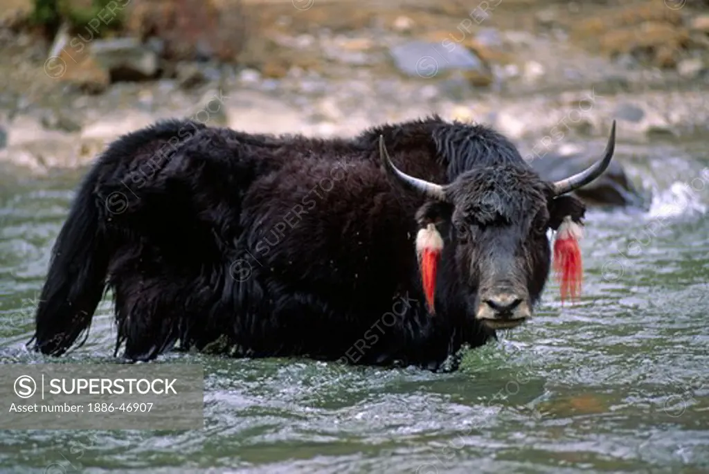 A BLACK YAK (Bos grunniens) crosses the river leading to Terdrom Nunnery - CENTRAL TIBET