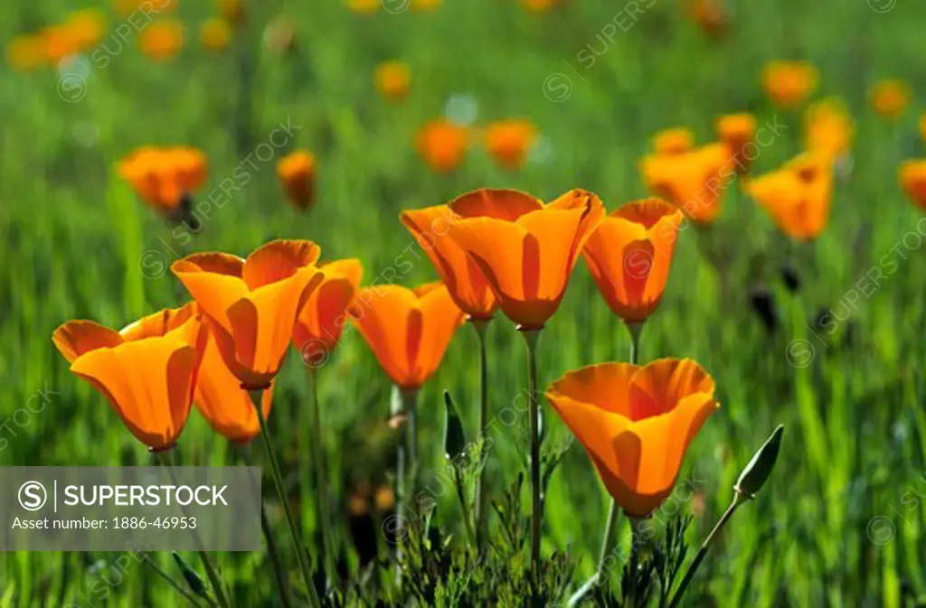 CALIFORNIA POPPY PLANTS (Eschscholzia californica) in bloom - MONTEREY COUNTY, CALIFORNIA