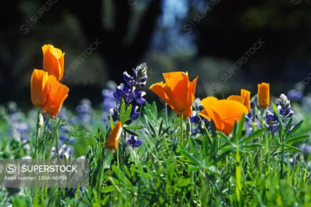 SKY LUPINE (Lupinus nanus) and CALIFORNIA POPPY PLANTS (Eschscholzia californica) - CALIFORNIA