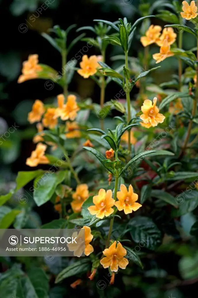 SANTA LUCIA STICKY MONKEY FLOWER (Mimulus bifidus) - CALIFORNIA