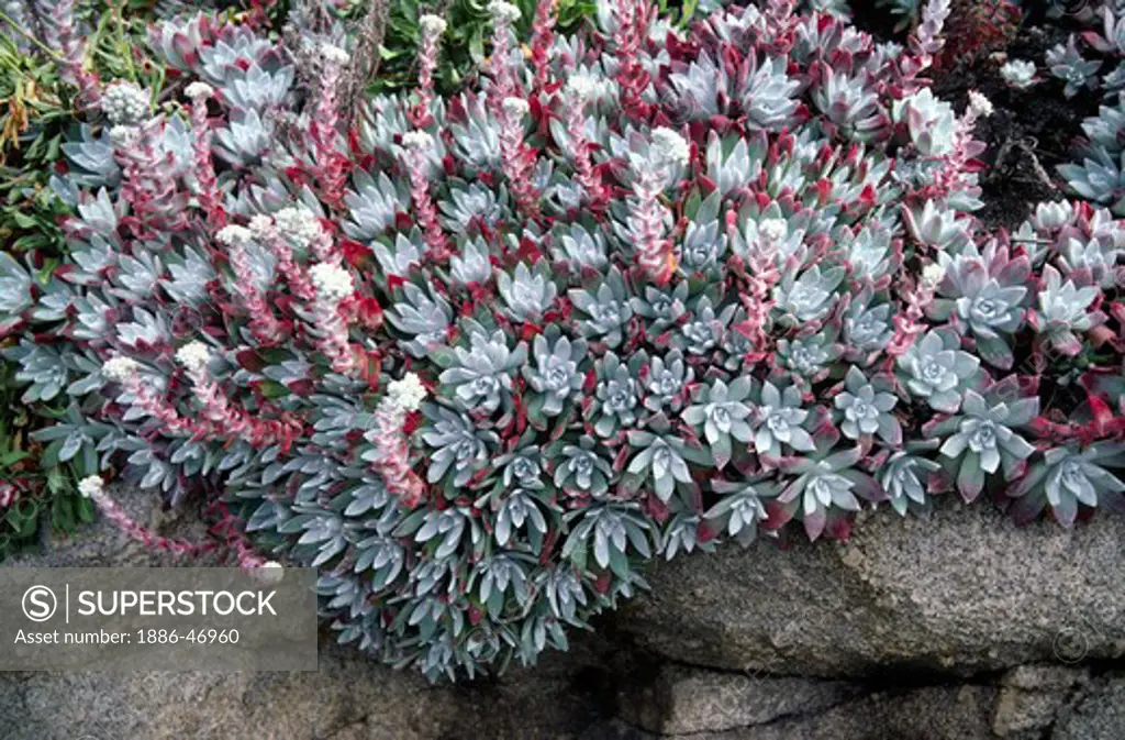SUCCULENT with pink flowers - CENTRAL COAST, CALIFORNIA