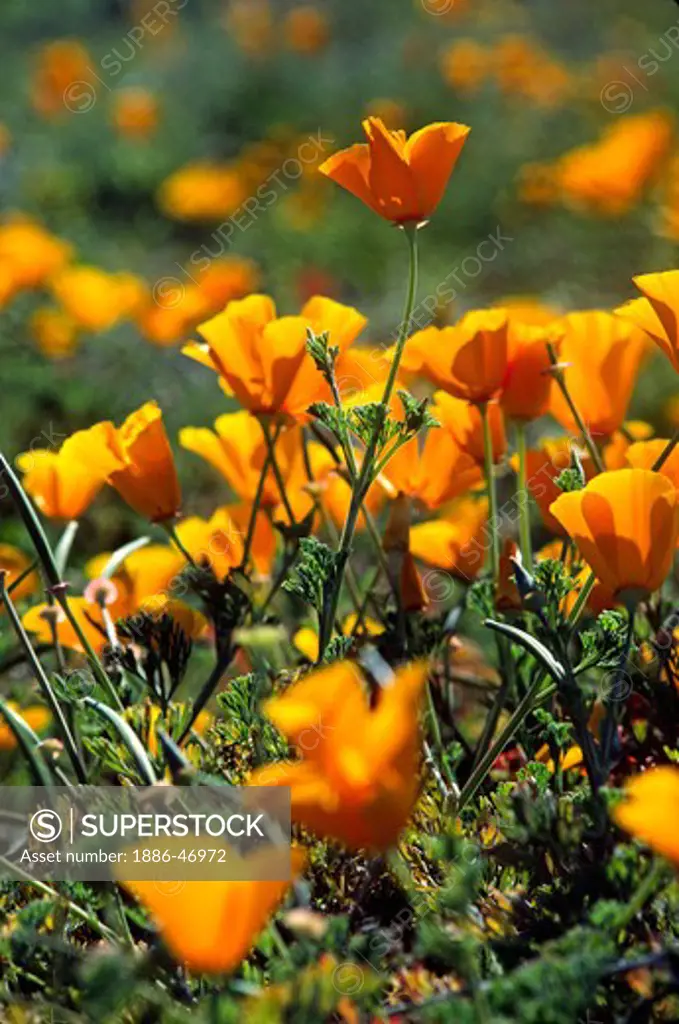 CALIFORNIA POPPY PLANTS (Eschscholzia californica) in bloom - MONTEREY, COUNTY, CALIFORNIA