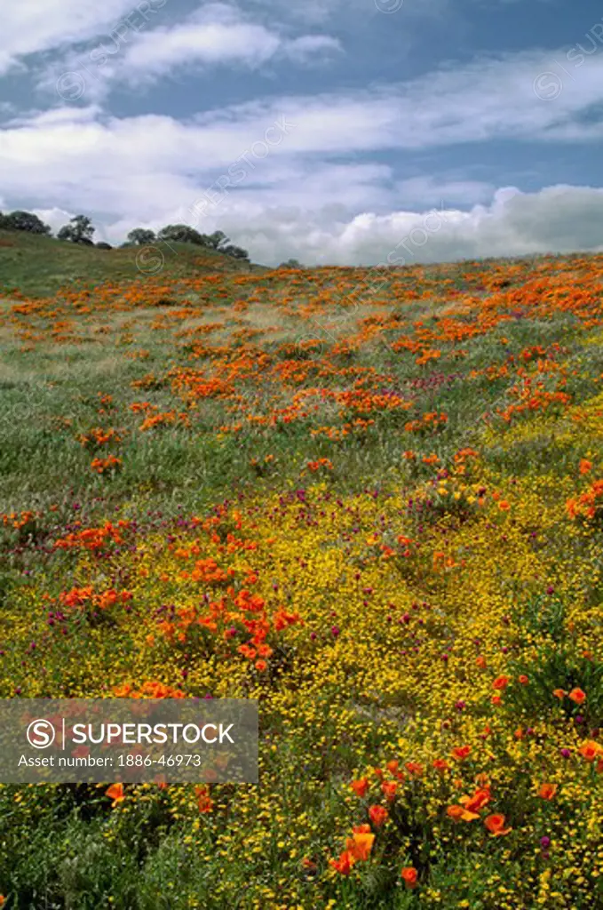 Orange hillside covered in CALIFORNIA POPPY PLANTS (Eschscholzia californica) -  CENTRAL CALIFORNIA