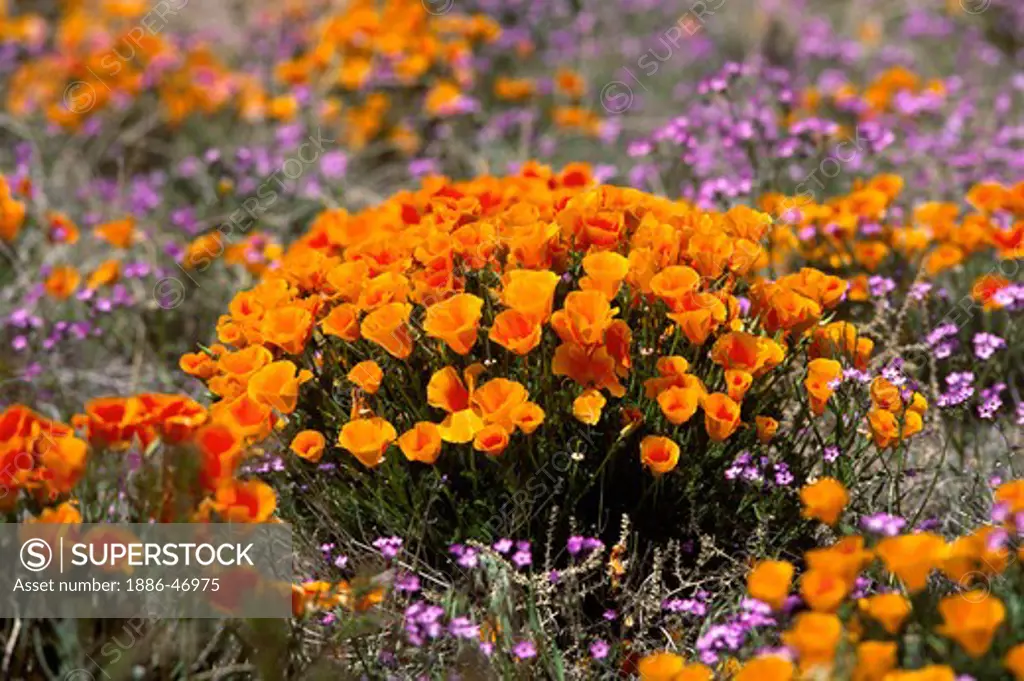 CALIFORNIA POPPY PLANTS (Eschscholzia californica) and purple LONG LEAFED PHLOX (Phlox longifolia) - CALIFORNIA