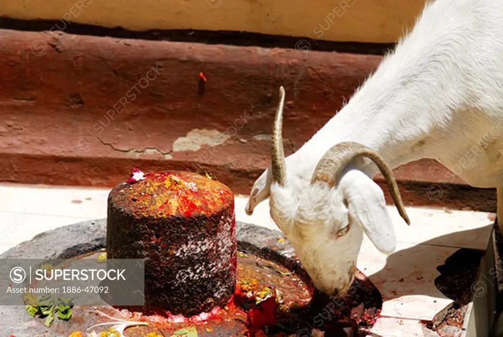 Goat near Shivaling at Ambajogai temple  Parbhani district at Beed, Maharashtra, India