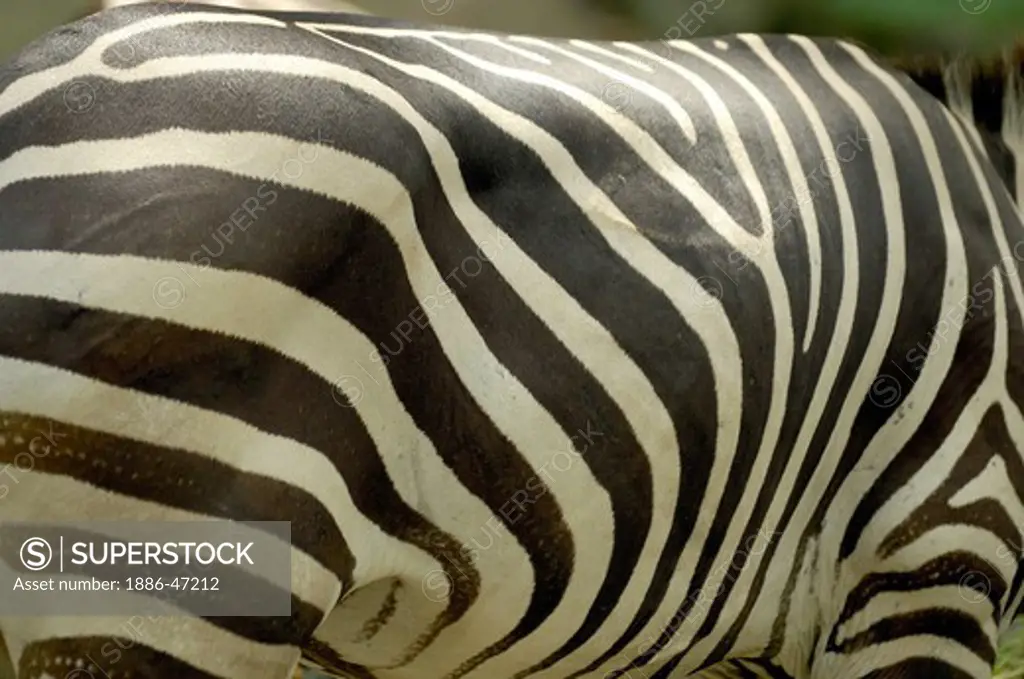 Zebra in zoo at Singapore, South East Asia